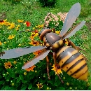 昆虫教材模型・スズメバチ（クリックで拡大）