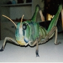 昆虫教材模型・トノサマバッタ（クリックで拡大）